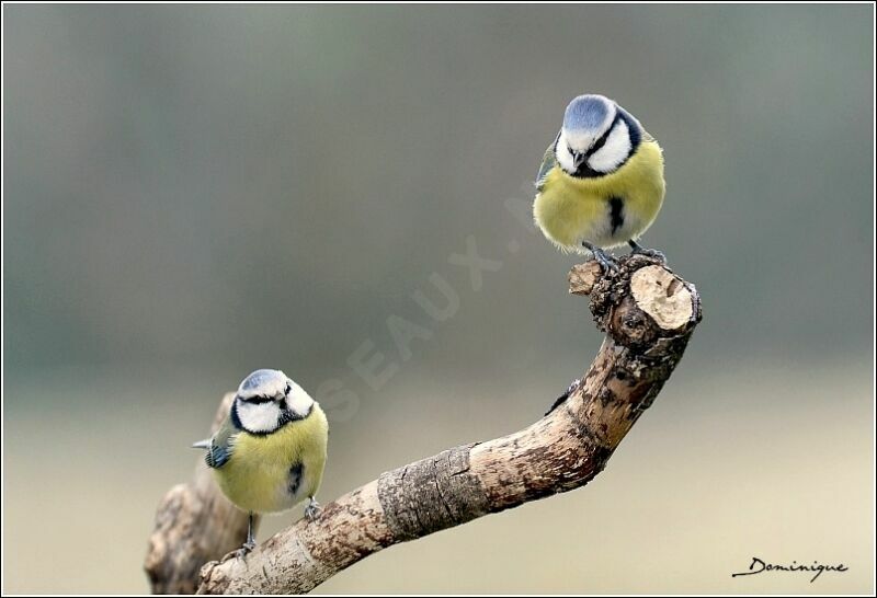 Eurasian Blue Tit