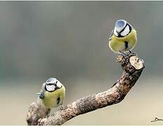 Eurasian Blue Tit