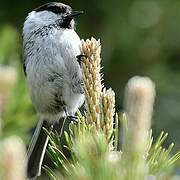 Willow Tit