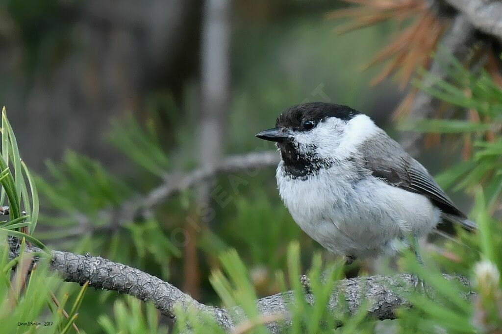 Mésange boréale