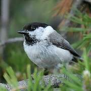 Willow Tit