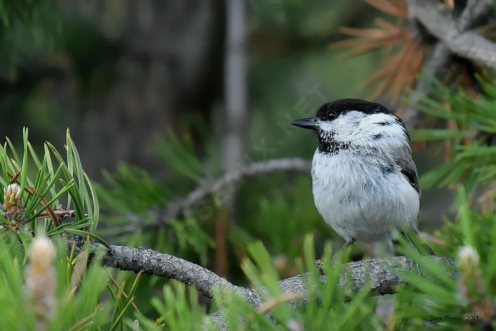 Mésange boréale