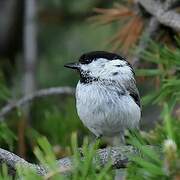 Mésange boréale