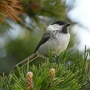 Willow Tit