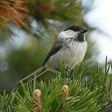 Mésange boréale