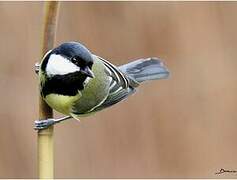 Great Tit