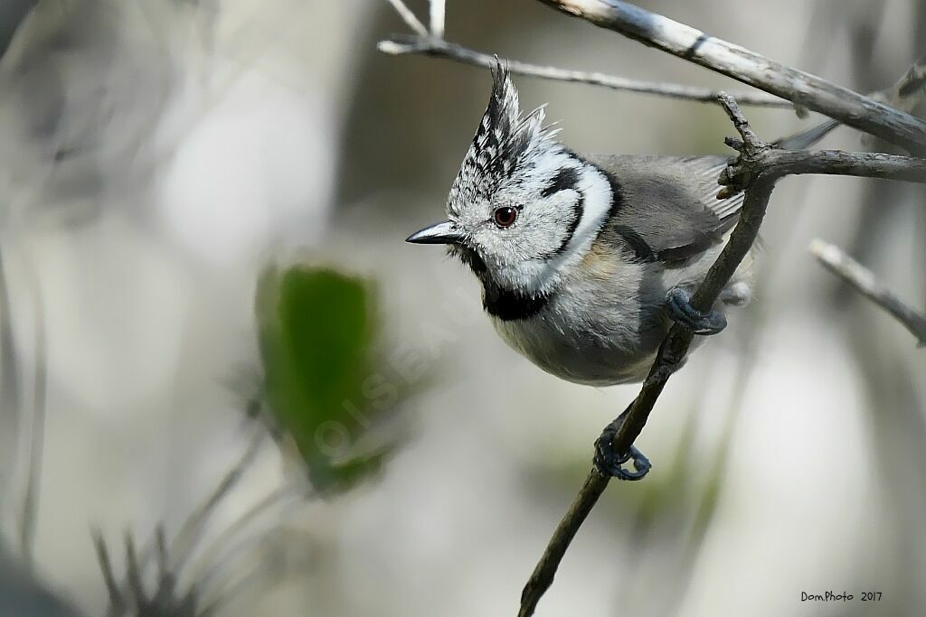 European Crested Tit