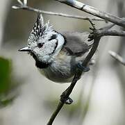 European Crested Tit