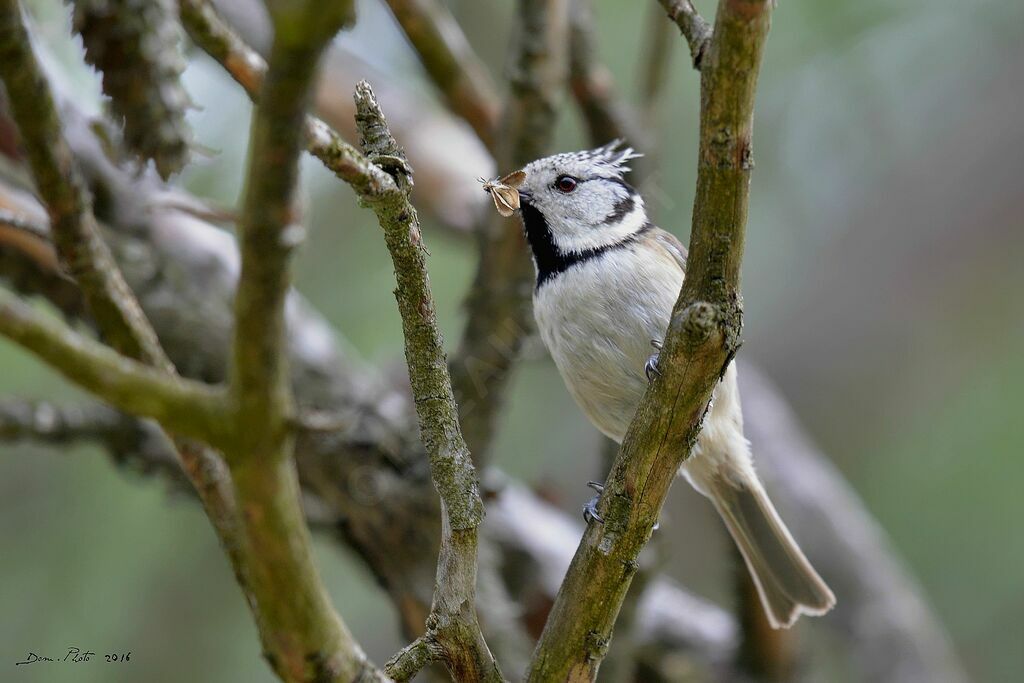 Mésange huppée