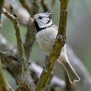 Crested Tit