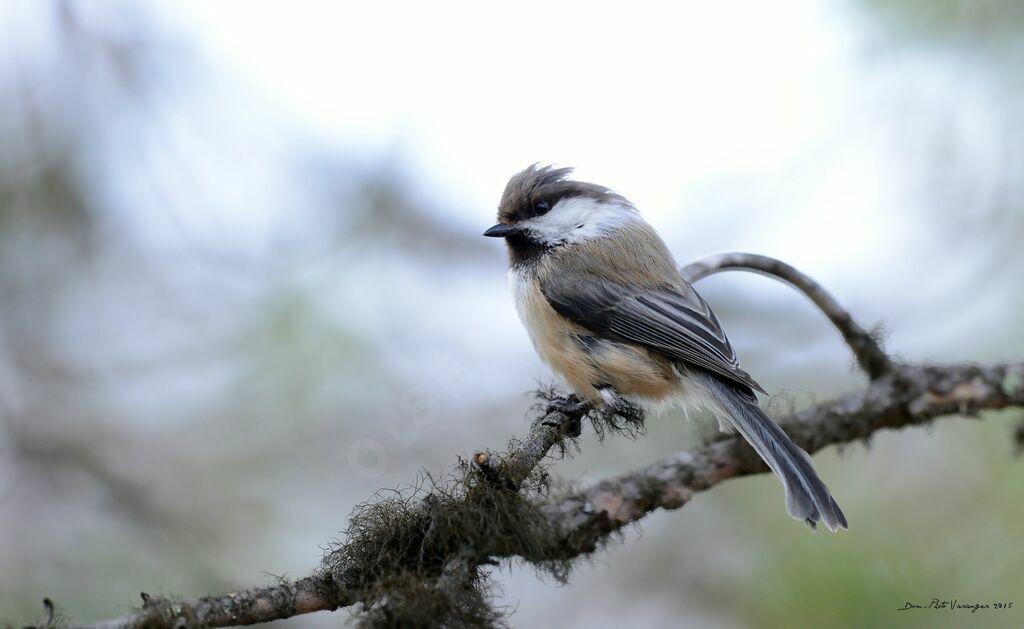 Mésange lapone