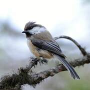 Grey-headed Chickadee