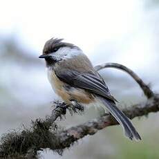 Mésange lapone