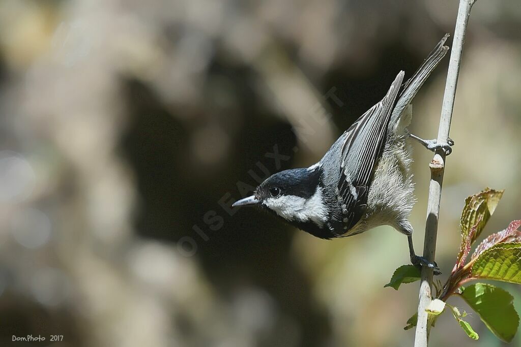 Mésange noire