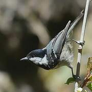 Coal Tit