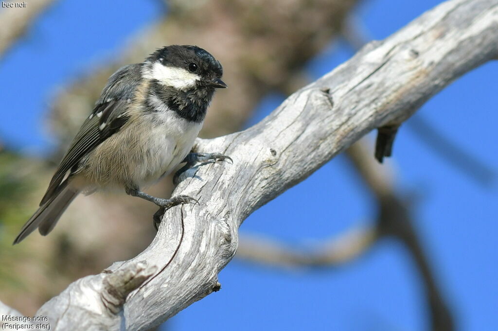 Coal Tit