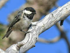 Coal Tit