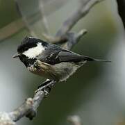 Coal Tit