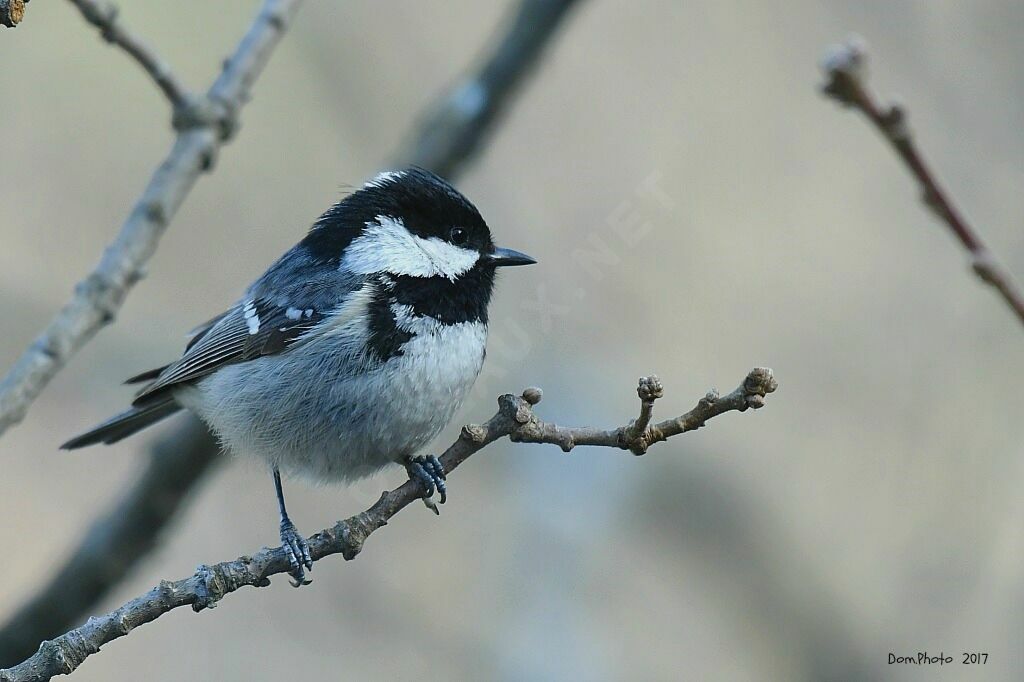 Coal Tit