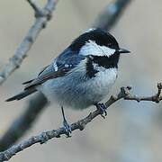 Coal Tit