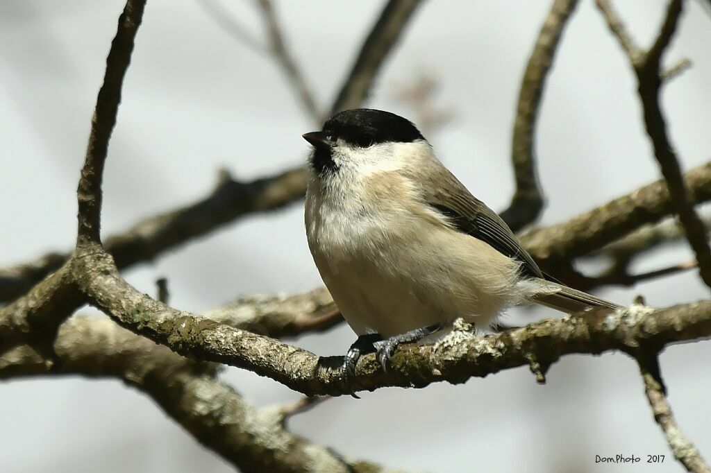 Marsh Tit