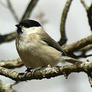 Marsh Tit