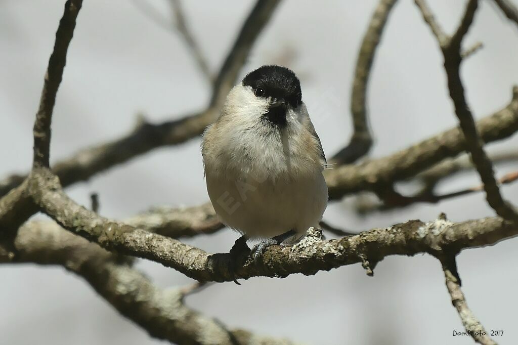 Mésange nonnette