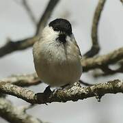 Marsh Tit