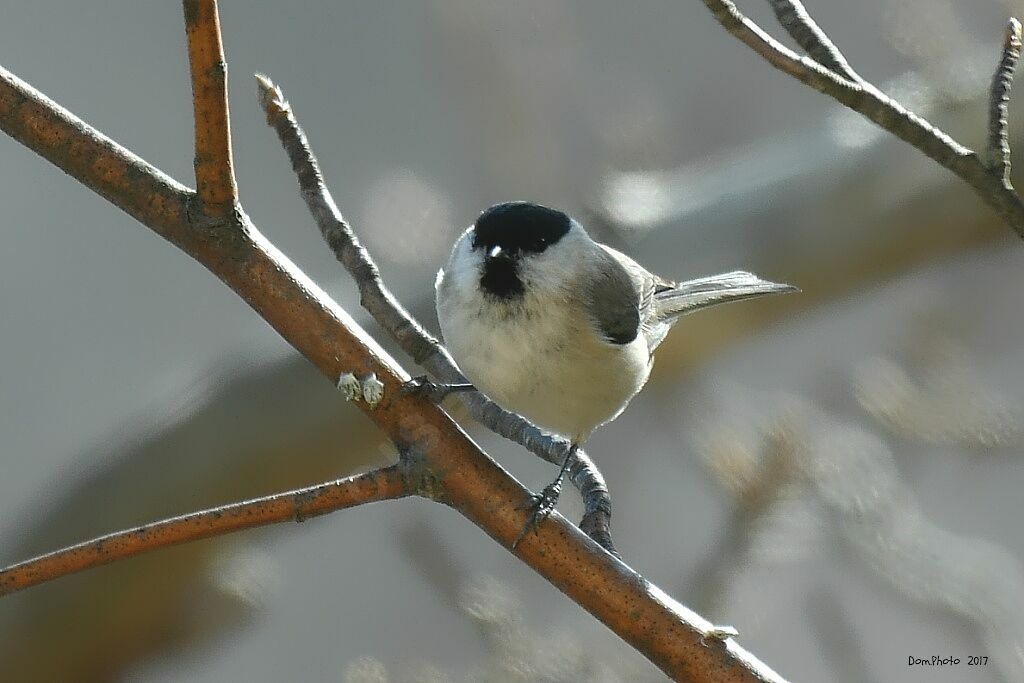 Marsh Tit