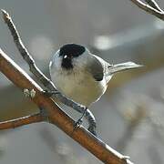 Marsh Tit