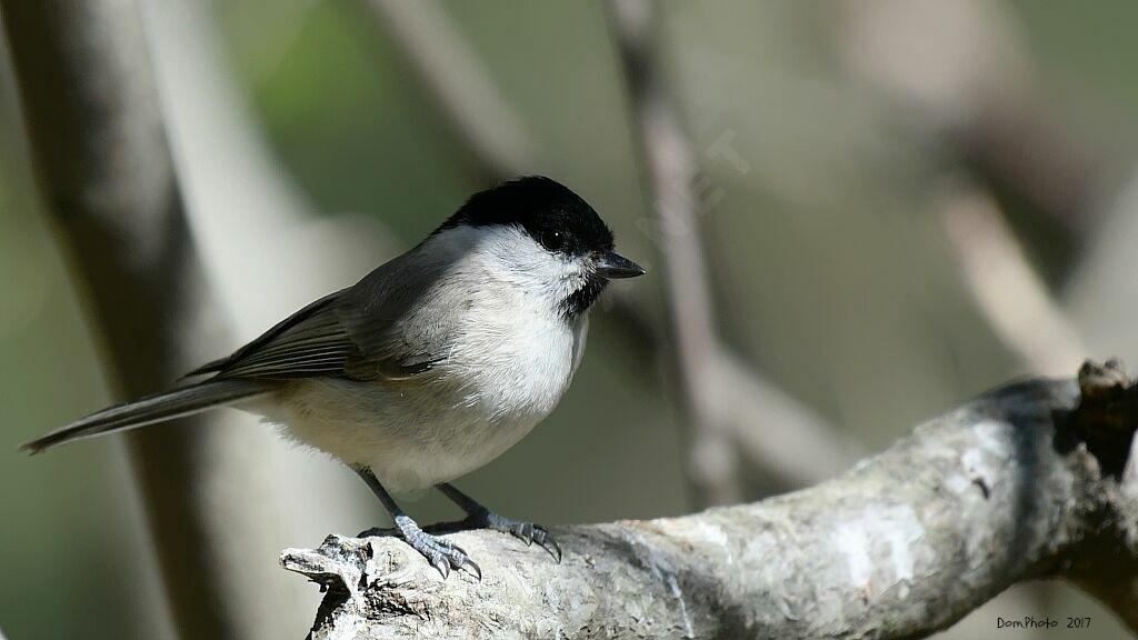 Marsh Tit