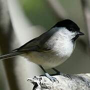 Marsh Tit