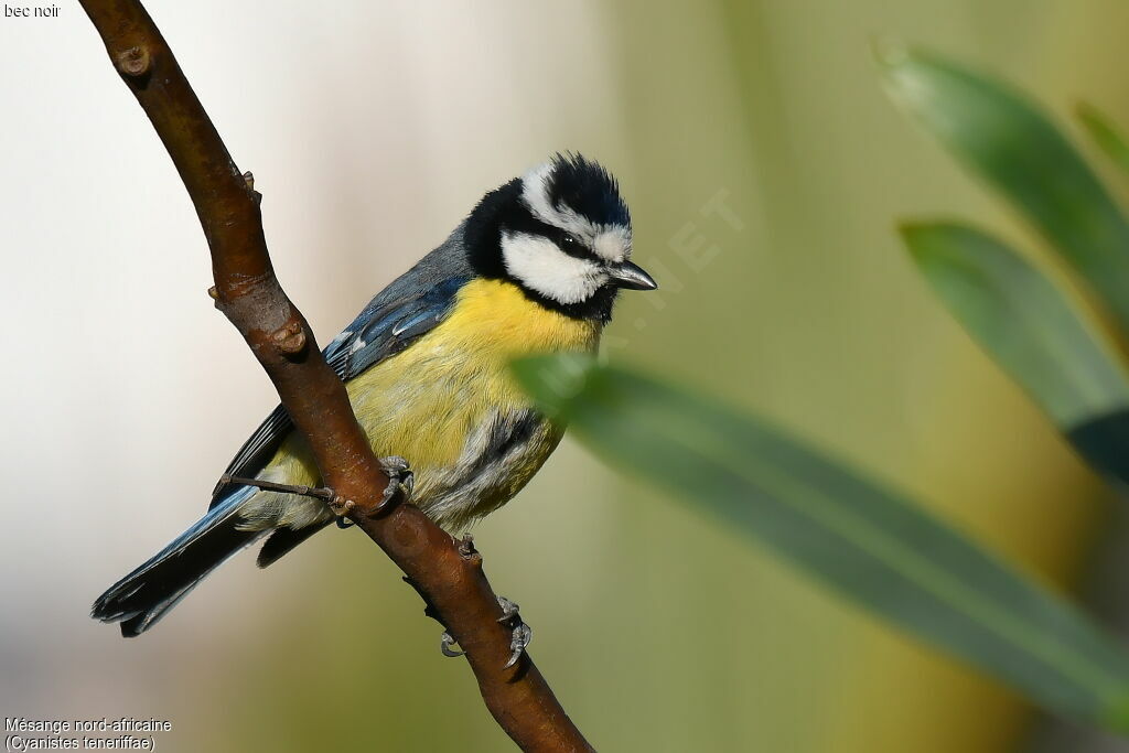 African Blue Tit