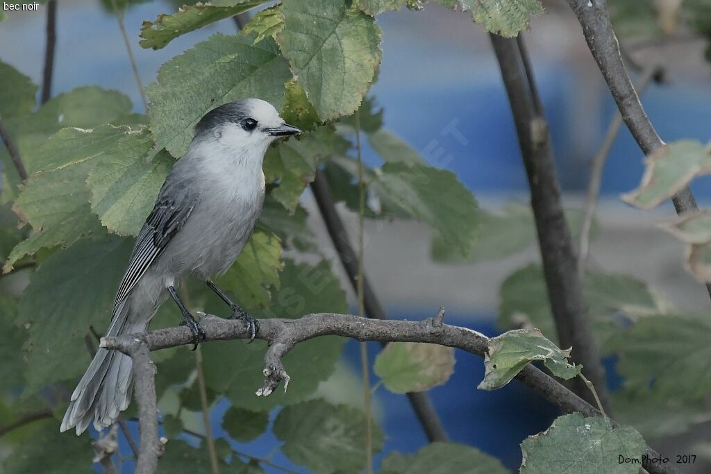 Grey Jay