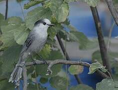 Grey Jay