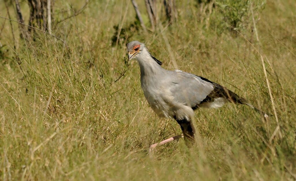 Secretarybird