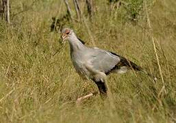 Secretarybird