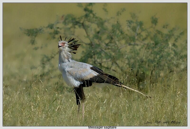 Secretarybird