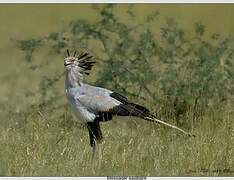 Secretarybird