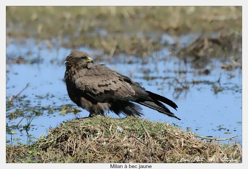 Yellow-billed Kite