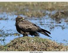 Yellow-billed Kite