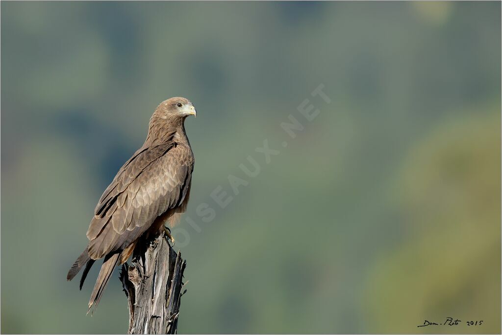 Yellow-billed Kite