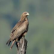 Yellow-billed Kite