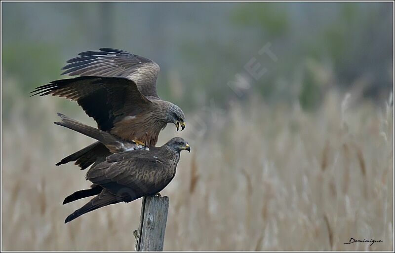 Black Kite