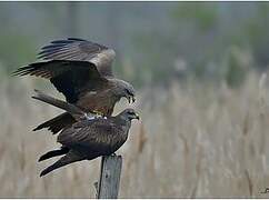 Black Kite