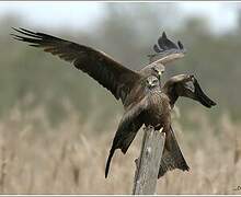 Black Kite