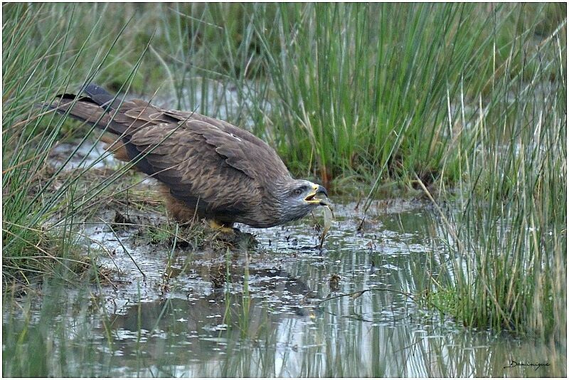 Black Kite