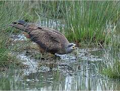 Black Kite