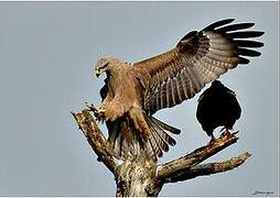 Black Kite