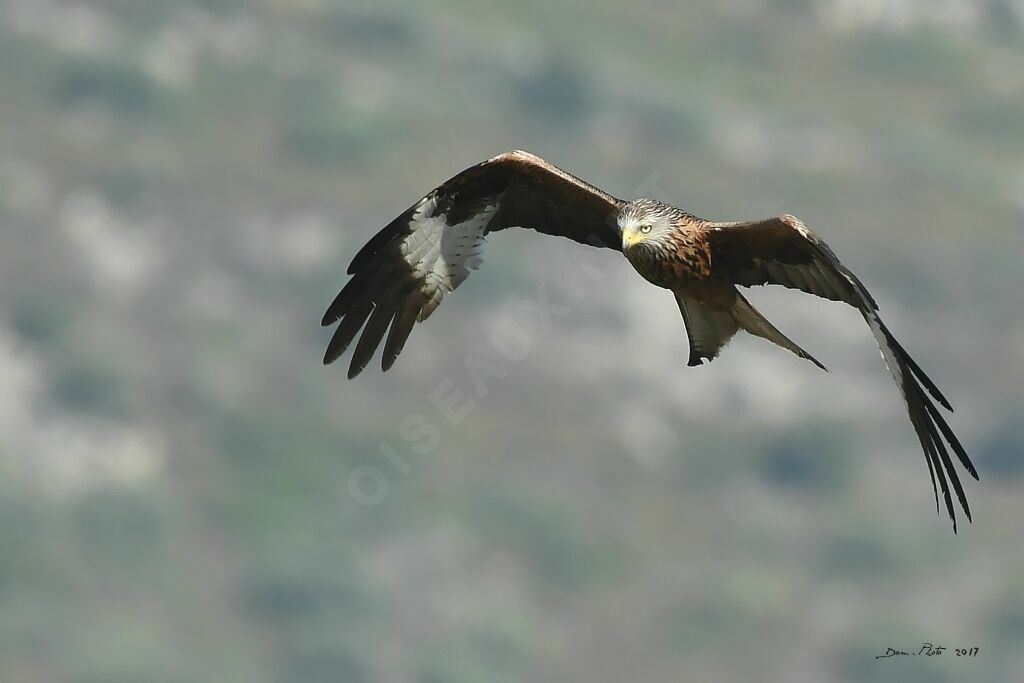 Red Kite